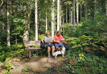 Randonnée Marche Beauraing - Balade dans la forêt de Felenne-Beauraing - Photo