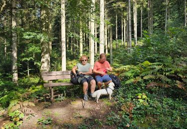 Tocht Stappen Beauraing - Balade dans la forêt de Felenne-Beauraing - Photo