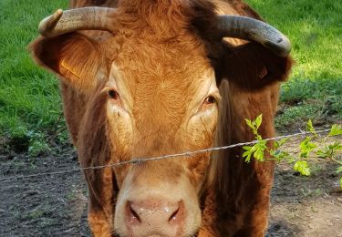 Tour Wandern Trooz - Forêt Village (Ferme des Loups) - Magnée - Photo