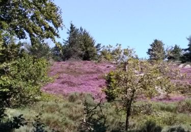 Trail Walking Fraisse-sur-Agout - Tour Lac de Vézoles - Photo