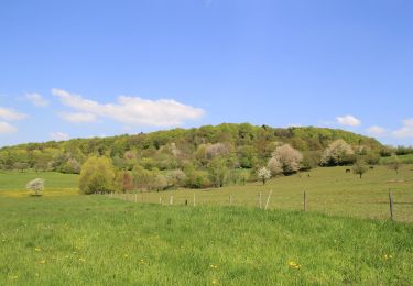 Trail On foot Geiselbach - Blauer Laubbaum, Rundwanderweg Geiselbach - Photo