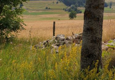 Percorso Mountainbike Saint-Agrève - saint agreve - les estables - Photo