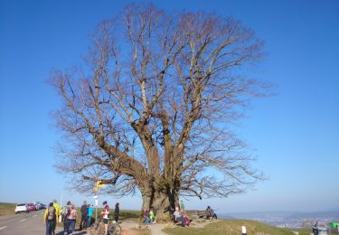 Percorso A piedi Bözberg - Linn - Effingen - Photo