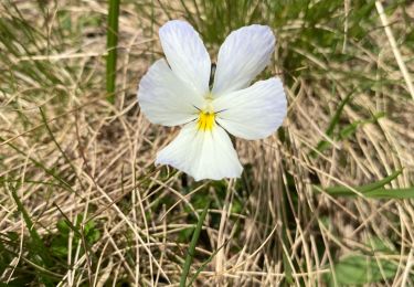Trail Walking Revel - Lac du Crozet - Photo