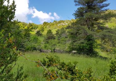 Tocht Stappen Saint-André-les-Alpes - courchons - Photo