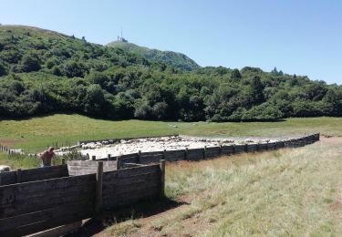 Trail Walking Orcines - Tour Puy de Dome - Photo