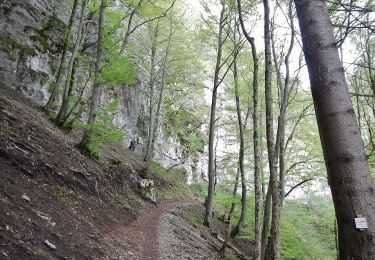 Excursión A pie Gomadingen - Traufgang Hossinger Leiter - Photo