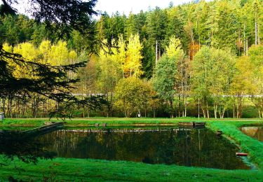 Randonnée A pied Grömbach - Pfaffenstube-Göttelfingen - Photo