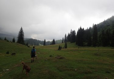 Excursión A pie  - Complex turistic Padiș - Măgura Vânătă - Șaua Vărășoaia - Photo