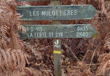 Trail Walking Ligny-le-Ribault - ligny Villeny - Photo