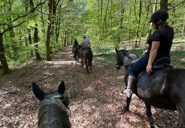 Trail Horseback riding Bastogne - Livarchamps 2025 - Photo