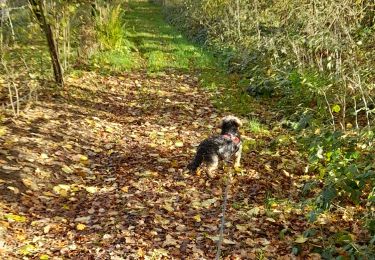 Tour Wandern Nassogne - masbourg ac 3 - Photo