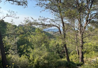 Trail Walking Saint-Rémy-de-Provence - Reny la chaume  - Photo