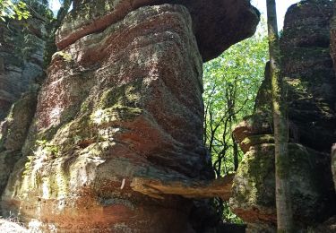 Tour Mountainbike Celles-sur-Plaine - Celles sur Plaine - Photo
