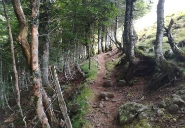 Trail Mountain bike Le Falgoux - Le Falgoux - Pas de Peyrol - Photo