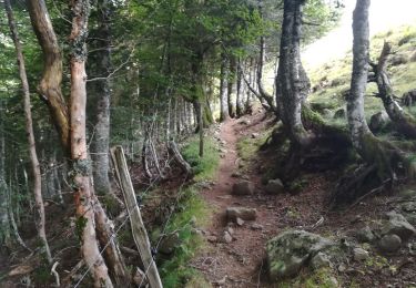 Percorso Mountainbike Le Falgoux - Le Falgoux - Pas de Peyrol - Photo