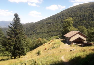 Tocht Stappen Mollau - le rimbachkopf depuis Mollau - Photo