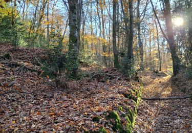 Tour Wandern Montfort-sur-Meu - Montfort j louis - Photo