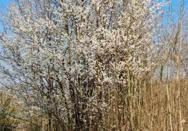 Percorso Marcia Levoncourt - Sortie les Copains d'abord.. 24/03/2022 - Photo