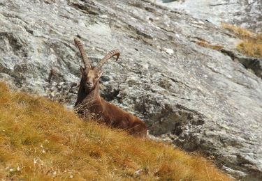 Percorso A piedi Champorcher - Sentiero 5C - Cuneu-Col Fussy - Photo