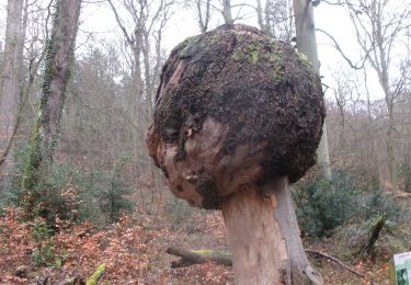 Tour Wandern Grand-Couronne - 20240213-Les Essarts Cool - Photo