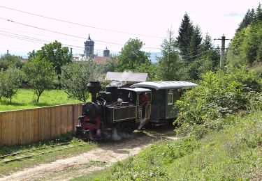 Tocht Te voet Covasna - Hotel Bradul - Poiana Palfei - Photo