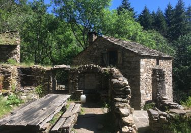 Trail Walking Rosis - Le sommet du Plo des Brus dans l'Espinouse - Photo