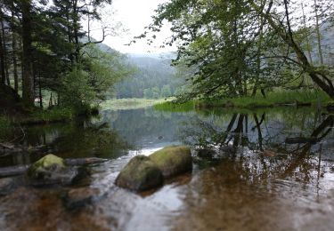 Trail Walking Xonrupt-Longemer - 2024-06-09 cascade Charlemagne - lac de retounemer  - Photo