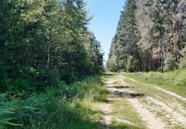 Trail Walking Spa - grand tour de la fagne de malchamps - Photo