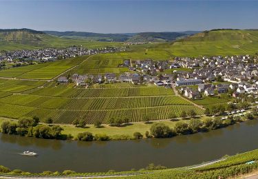 Tour Zu Fuß Trittenheim - Moselachter - Photo