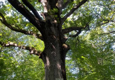 Randonnée Marche Poigny-la-Forêt - Poigny sud - Photo