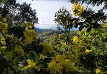 Excursión Senderismo Tanneron - Crêtes de Tanneron et massif du Mimosa - Photo