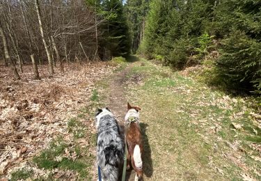 Tocht Stappen Libramont-Chevigny - Cani trail 5km avec raccourcis  - Photo