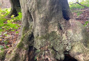 Tour Wandern Gerpinnes - Le ban d’Hanzinne - Photo