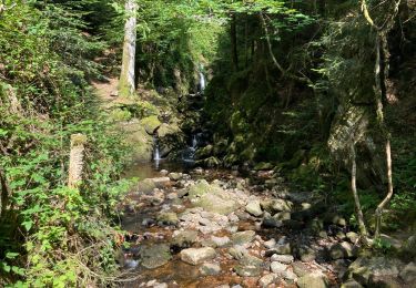 Tocht Stappen Girmont-Val-d'Ajol - Gîrmont Val d’Ajol - Photo