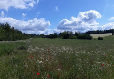 Trail Walking Ciney - SOVET-REMEREE-TAVIET-GRAND BON DIEU-SOVER - Photo