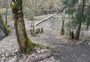 Trail Walking Houffalize - Vayamundo  - Photo