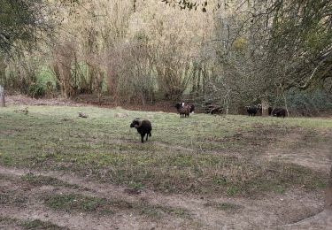 Trail Walking Saint-Pierre-de-Cormeilles - St Pierre de Cormeille - Photo