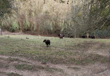 Tour Wandern Saint-Pierre-de-Cormeilles - St Pierre de Cormeille - Photo