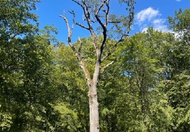 Randonnée Marche Saint-Forgeux-Lespinasse - Vivans : forêt départementale - Photo