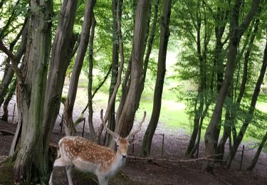 Tocht Stappen Terhulpen - Genval_0821 - Photo