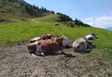 Trail Walking Gemeinde Patsch - Patscherko - Photo