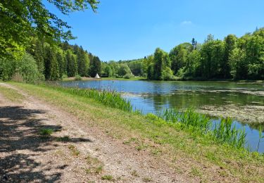 Trail Walking Hannonville-sous-les-Côtes - 11-5 - Photo