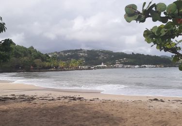 Percorso Marcia Le Robert - Pointe Savane - Plage du Raisiinier - Photo