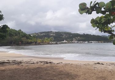 Excursión Senderismo Le Robert - Pointe Savane - Plage du Raisiinier - Photo