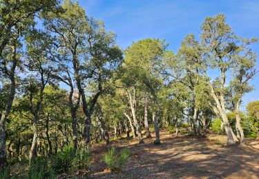 Trail Walking Pignans - Notre Dame des Anges - Photo
