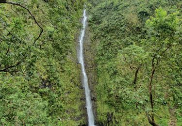 Excursión Senderismo La Plaine-des-Palmistes - Cascade Biberon - Photo