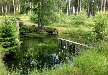 Tocht Te voet Ebnath - Neusorg Rundweg 1 - Photo