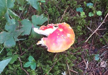 Trail Walking Les Gras - les gras - Photo