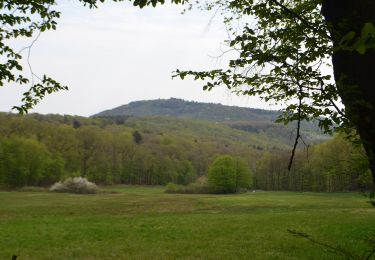 Tour Zu Fuß Eppstein - Bauwaldfels: Geweih - Photo